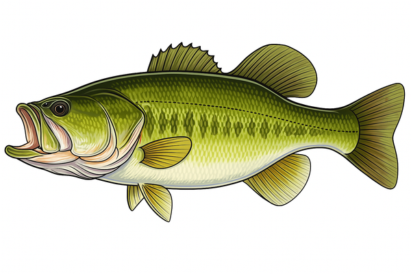 Bass Fishing - A Detailed Guide