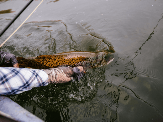 An angler catching a fishing from water
