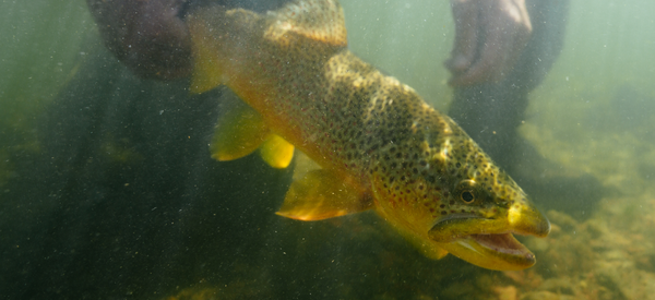 Trout Species and Fishing Guide: Techniques for Every Trout