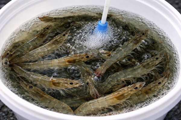 What is Live Bait Fishing & How Does it Work?
