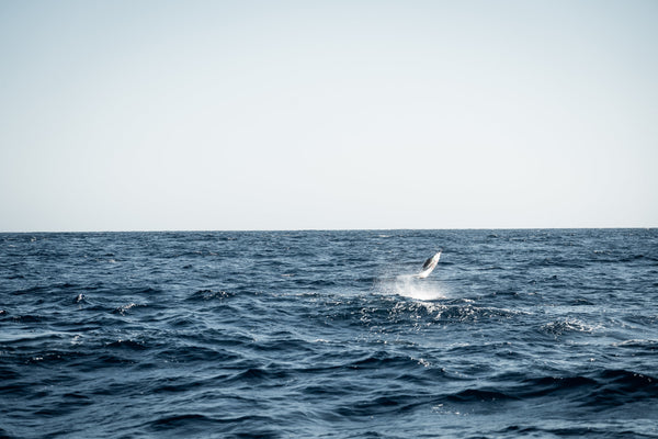 Blue Marlin Fishing Guide