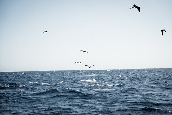 Complete Guide to Mahi Mahi Fishing